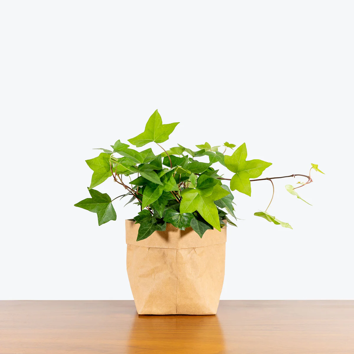 Algerian Ivy