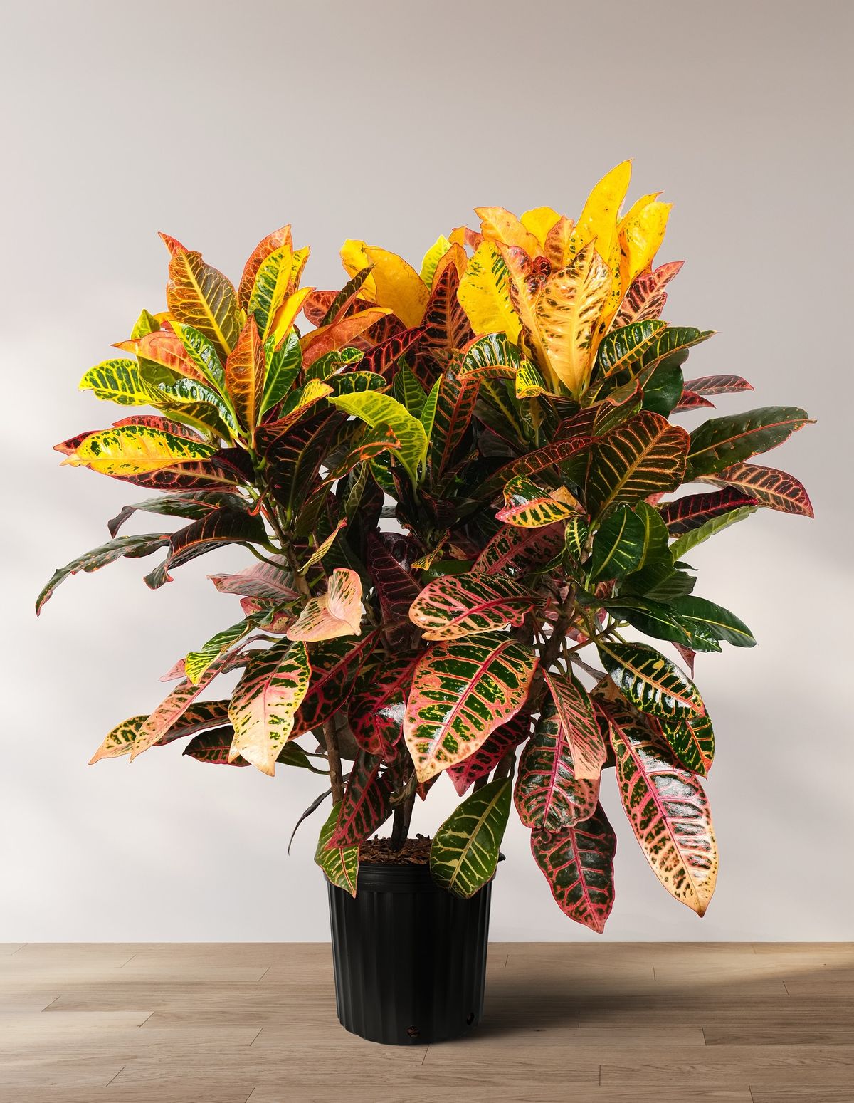 Croton