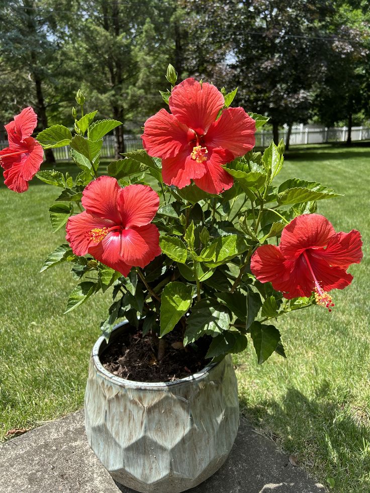 Hibiscus